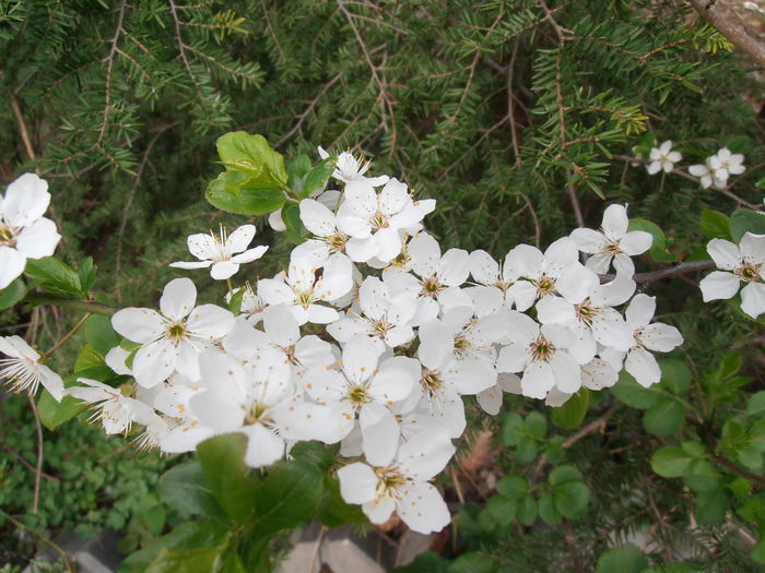 P3240067 - CALEIDOSCOP