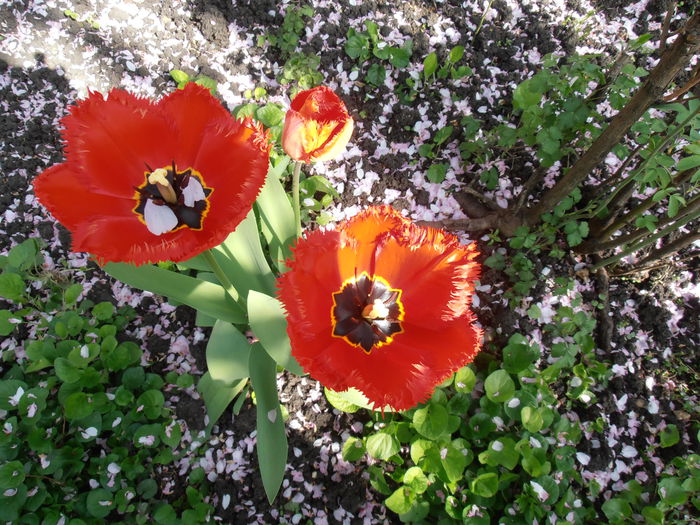 P4030024 - CALEIDOSCOP