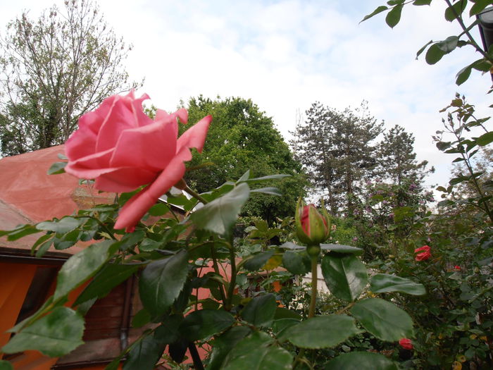 P4290017 - CALEIDOSCOP