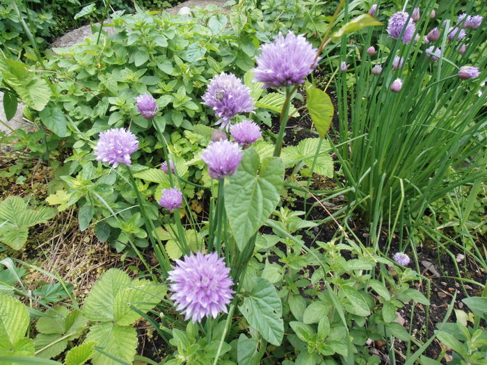 P5050020 - CALEIDOSCOP