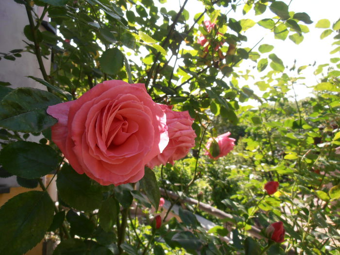 P5070175 - CALEIDOSCOP