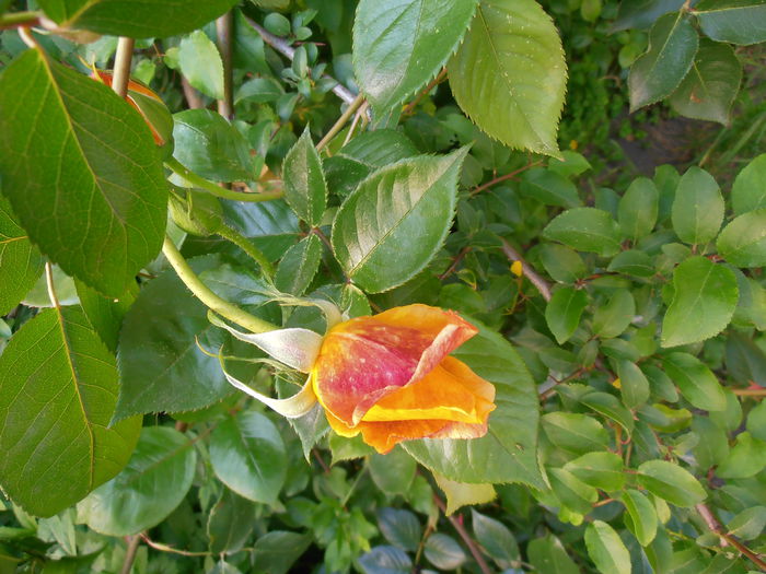 P5070266 - CALEIDOSCOP