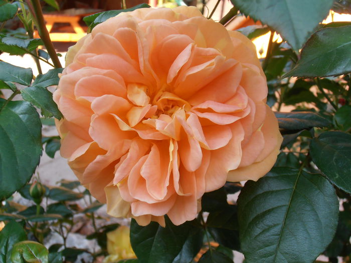 P5090364 - CALEIDOSCOP