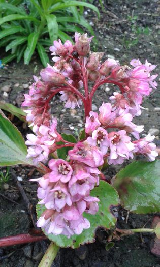 Bergenia - Primavara 2015