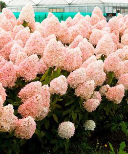 hortensie panthom