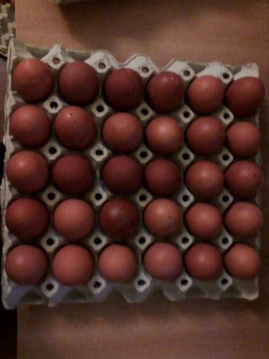 Marans - primul ou marans