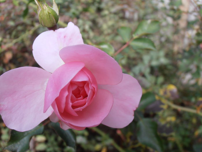 PA030088 - CALEIDOSCOP