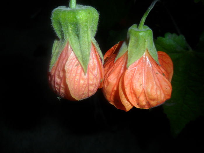pictum si apfelsine