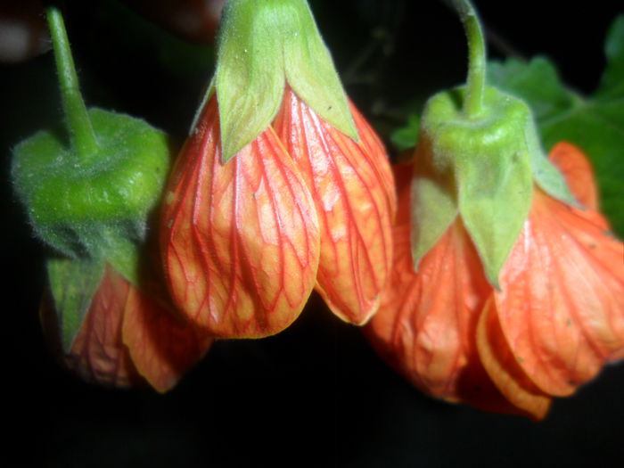 pictum ,striatum ,apfelsine