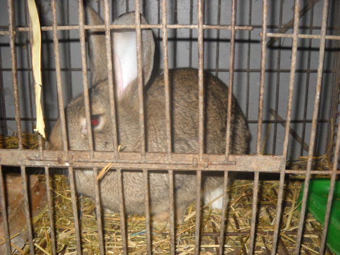 de aici incepe 2015 - ratze lesesti iepuri gat golas