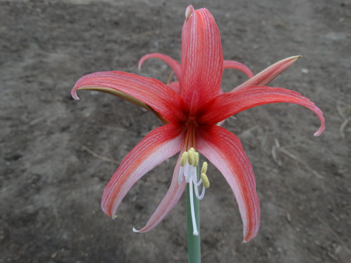 DSC09828 - Amaryllis 2015