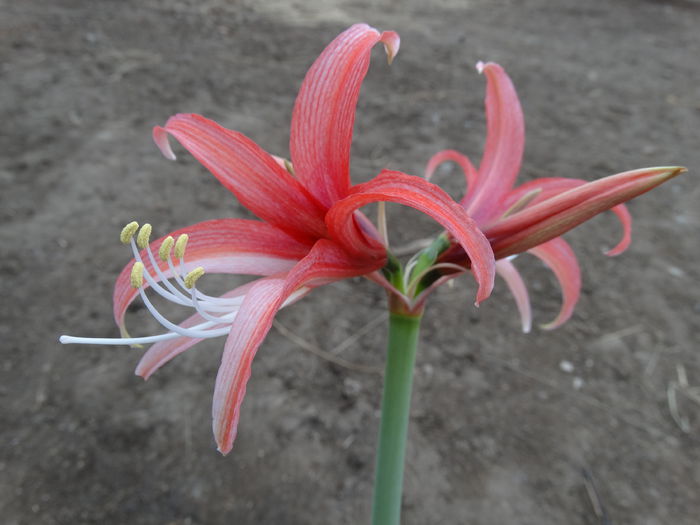 DSC09826 - Amaryllis 2015