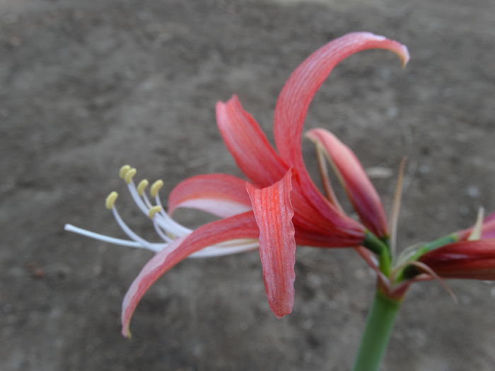 DSC09825 - Amaryllis 2015