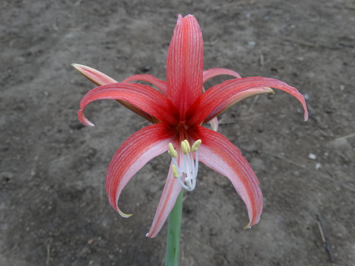 DSC09822 - Amaryllis 2015