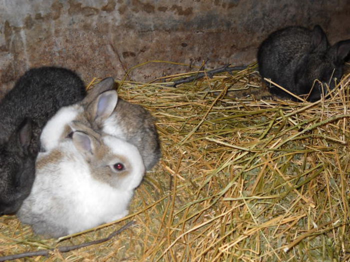 Picture 2103 - ratze lesesti iepuri gat golas
