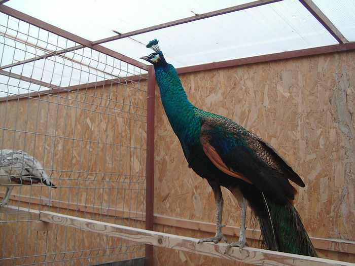 IMG_4983 - Pauni Spalding