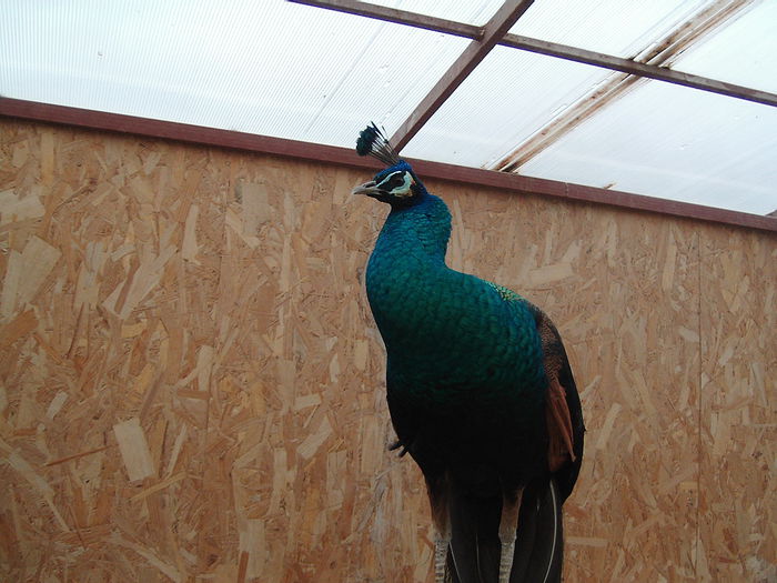 IMG_4985 - Pauni Spalding