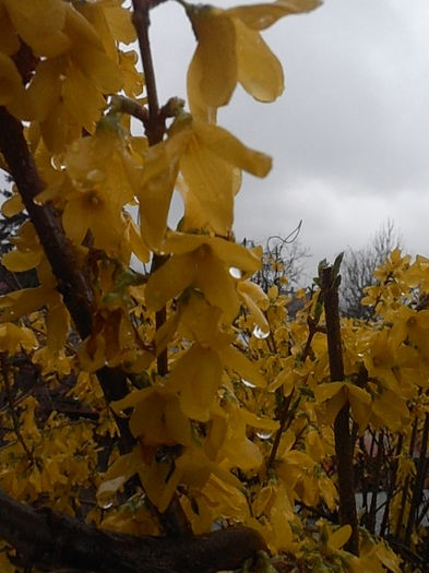 P4060097 - CALEIDOSCOP