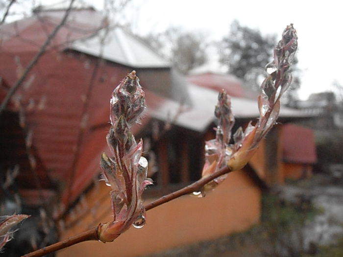 P4060360 - CALEIDOSCOP