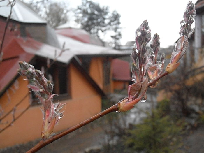 P4060362 - CALEIDOSCOP