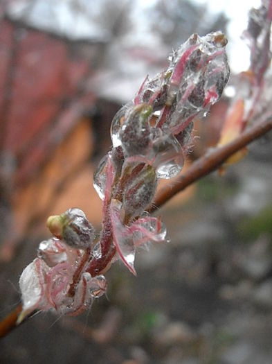 P4060367 - CALEIDOSCOP