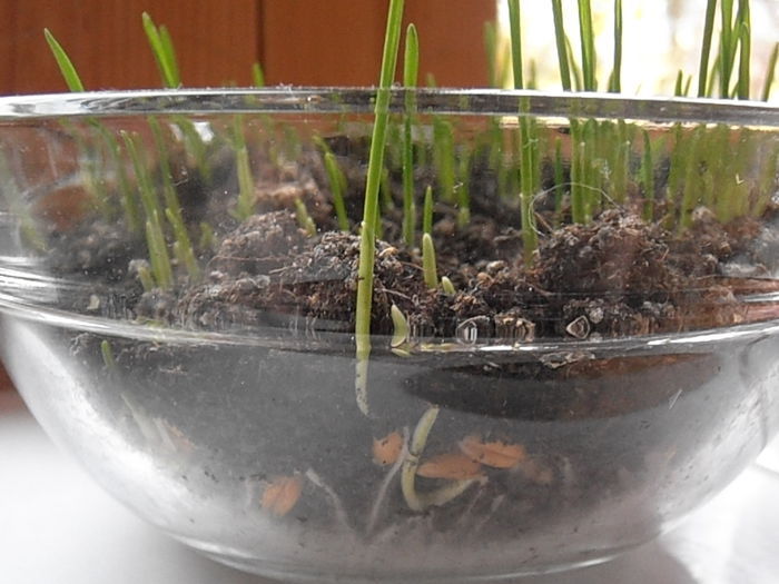 P4060209 - CALEIDOSCOP