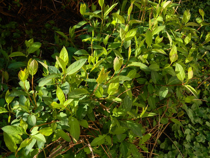 DSCN3074 - 2015_APRILIE