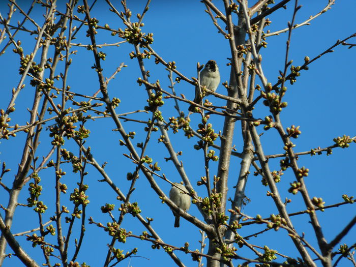 DSCN3078 - 2015_APRILIE