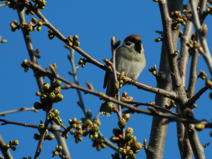 DSCN3079 - 2015_APRILIE