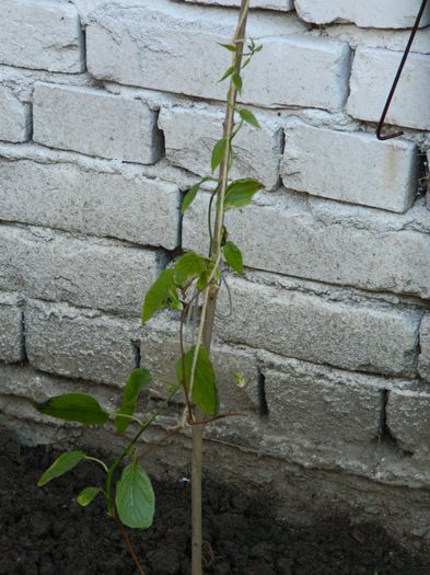 DSCN3084 - 2015_APRILIE