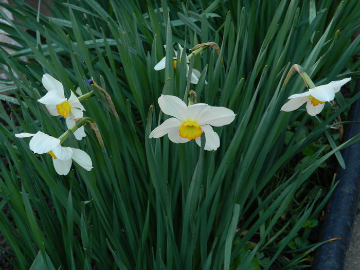 DSCN3087 - 2015_APRILIE