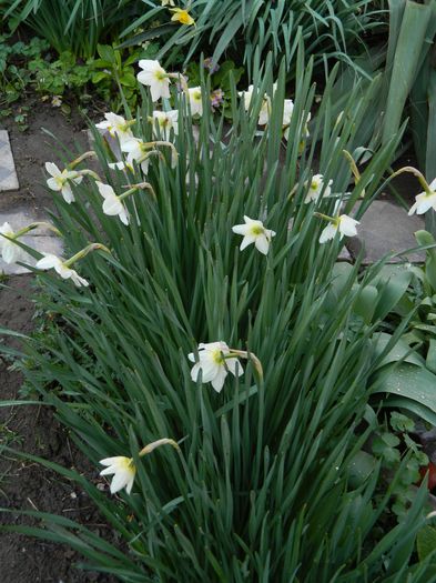 DSCN3089 - 2015_APRILIE