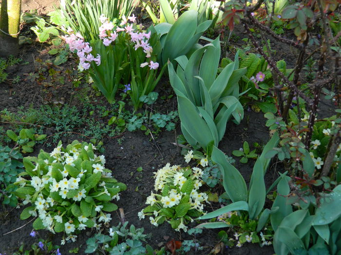 DSCN3094 - 2015_APRILIE