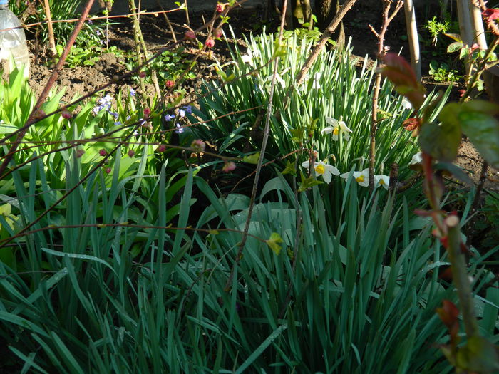 DSCN3095 - 2015_APRILIE