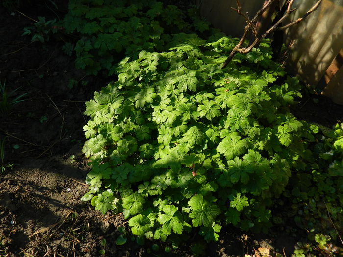 DSCN3103 - 2015_APRILIE