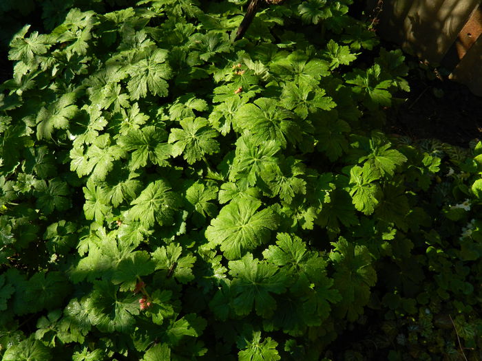 DSCN3104 - 2015_APRILIE