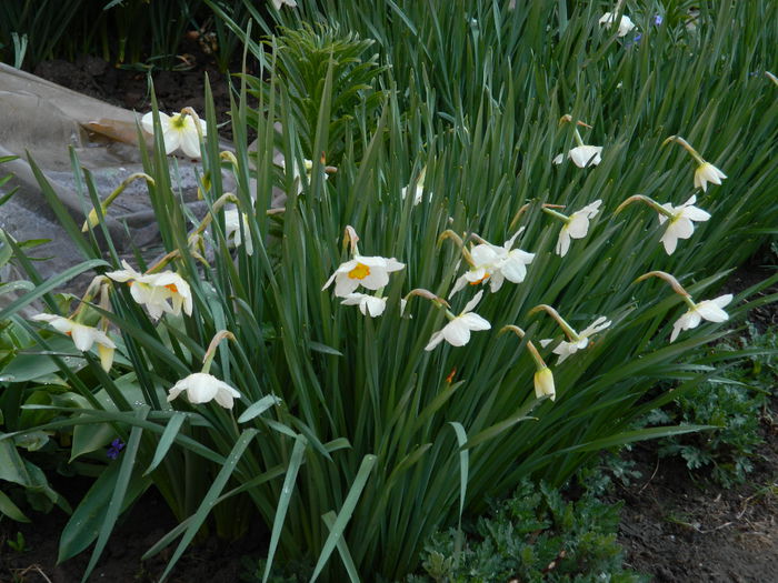 DSCN3110 - 2015_APRILIE