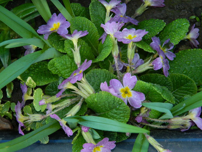 DSCN3114 - 2015_APRILIE