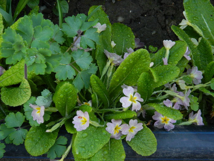 DSCN3115 - 2015_APRILIE