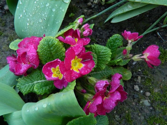 DSCN3126 - 2015_APRILIE