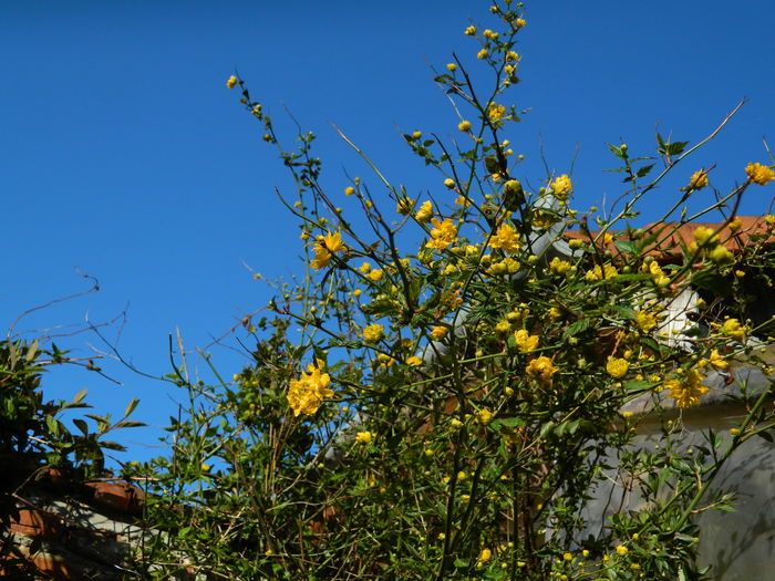 DSCN3131 - 2015_APRILIE