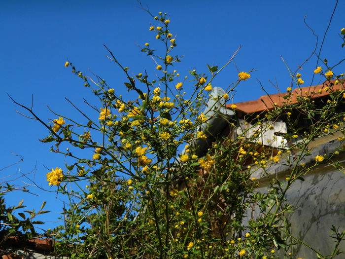 DSCN3132 - 2015_APRILIE