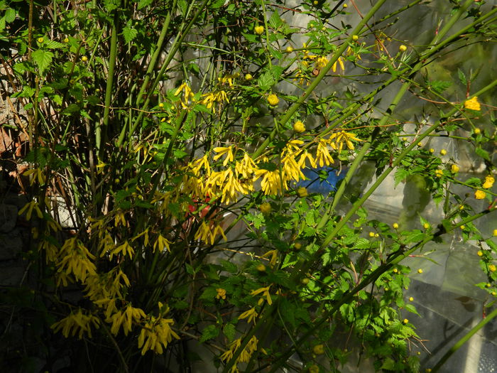 DSCN3133 - 2015_APRILIE