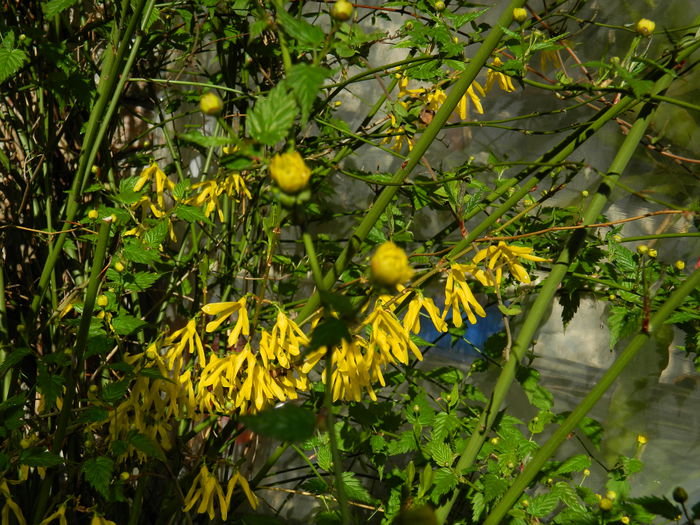 DSCN3134 - 2015_APRILIE