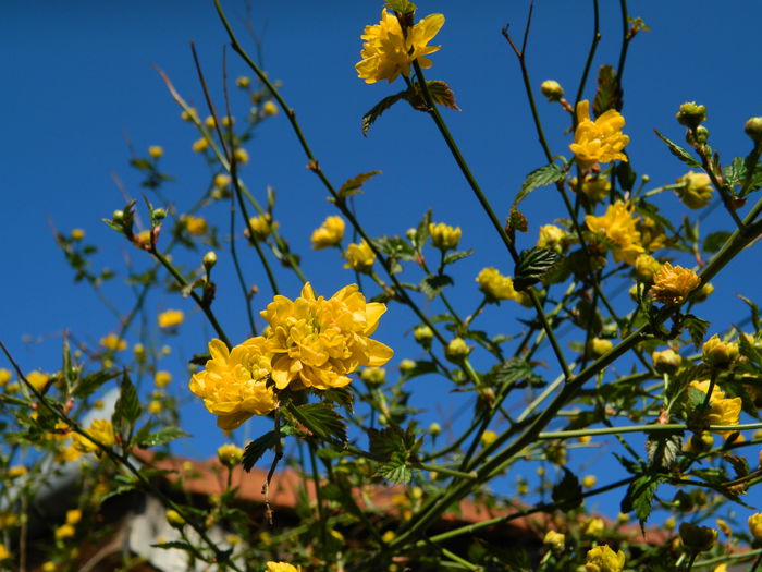 DSCN3136 - 2015_APRILIE