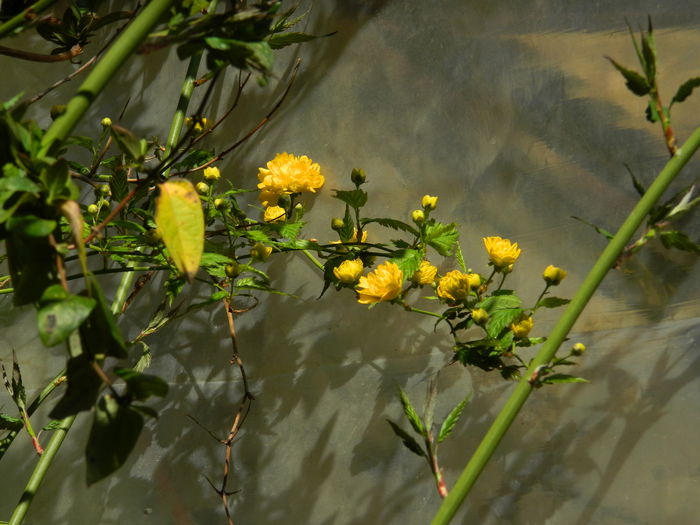 DSCN3137 - 2015_APRILIE