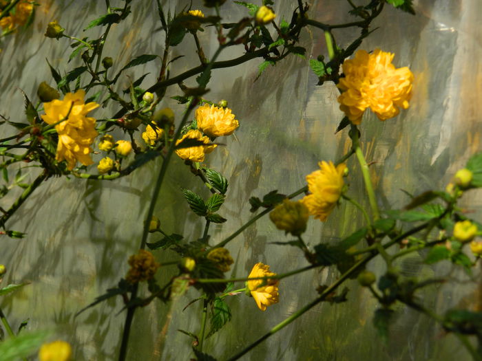 DSCN3138 - 2015_APRILIE