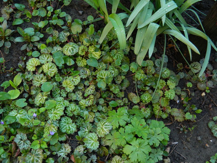 DSCN3140 - 2015_APRILIE