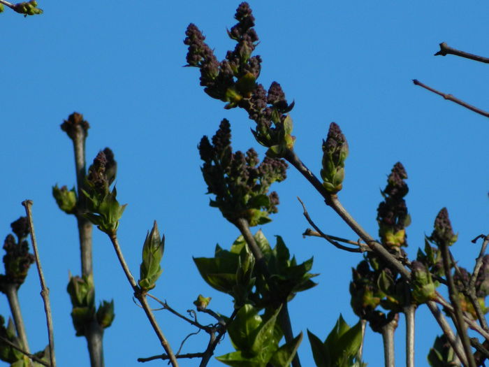 DSCN3147 - 2015_APRILIE