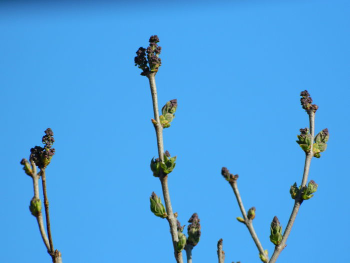 DSCN3148 - 2015_APRILIE